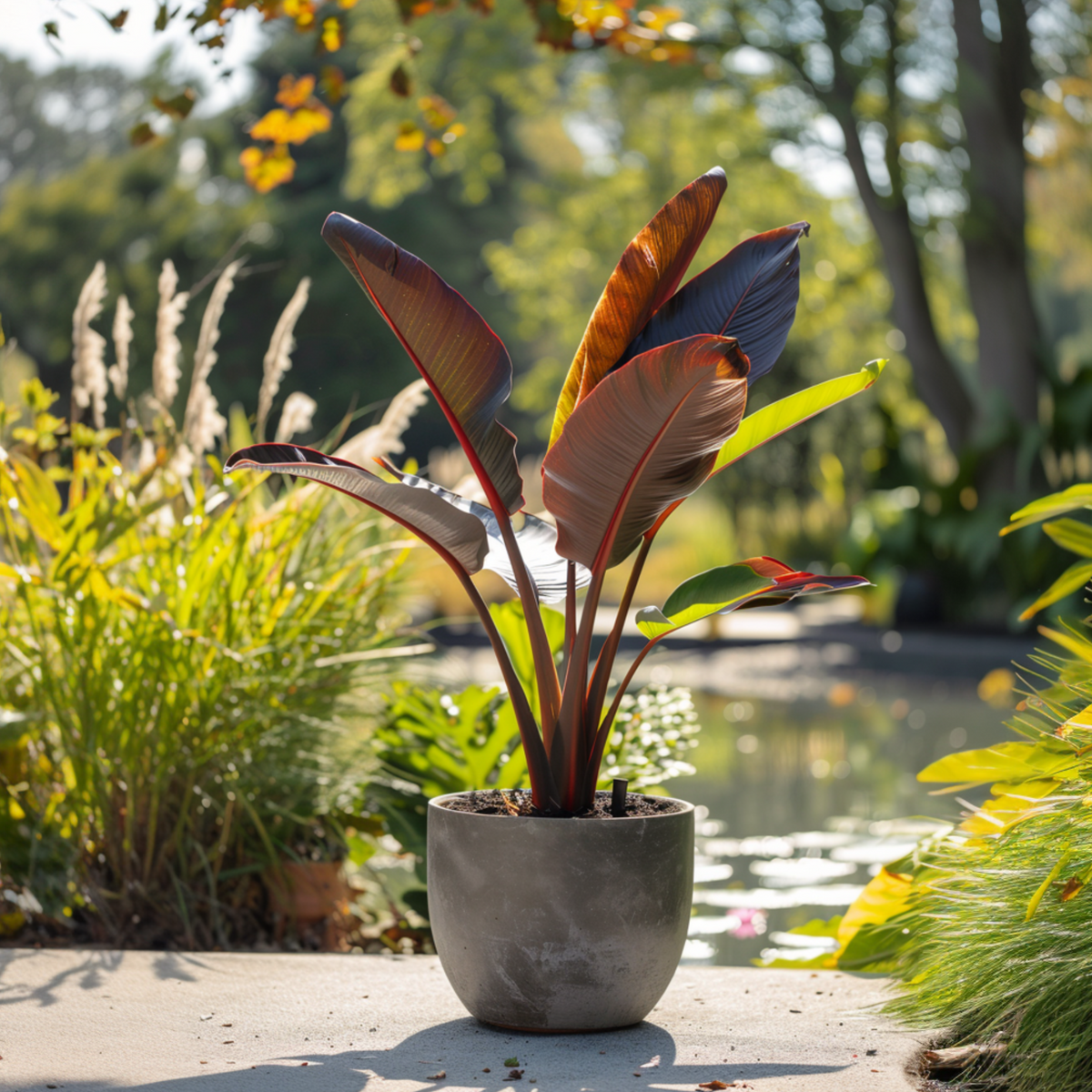 Abyssinian Banana - Ensete Ventricosum 'maurelli' - H20-30cm - ⌀9cm | Set of 2 | Green