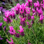 Lavender 'pink Summer' Compact Fragrant Pink | 6 x Jumbo Plugs | Purple
