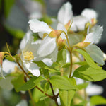 Hayloft Philadelphus Dame Blanche - Mock Orange - 9cm Pot