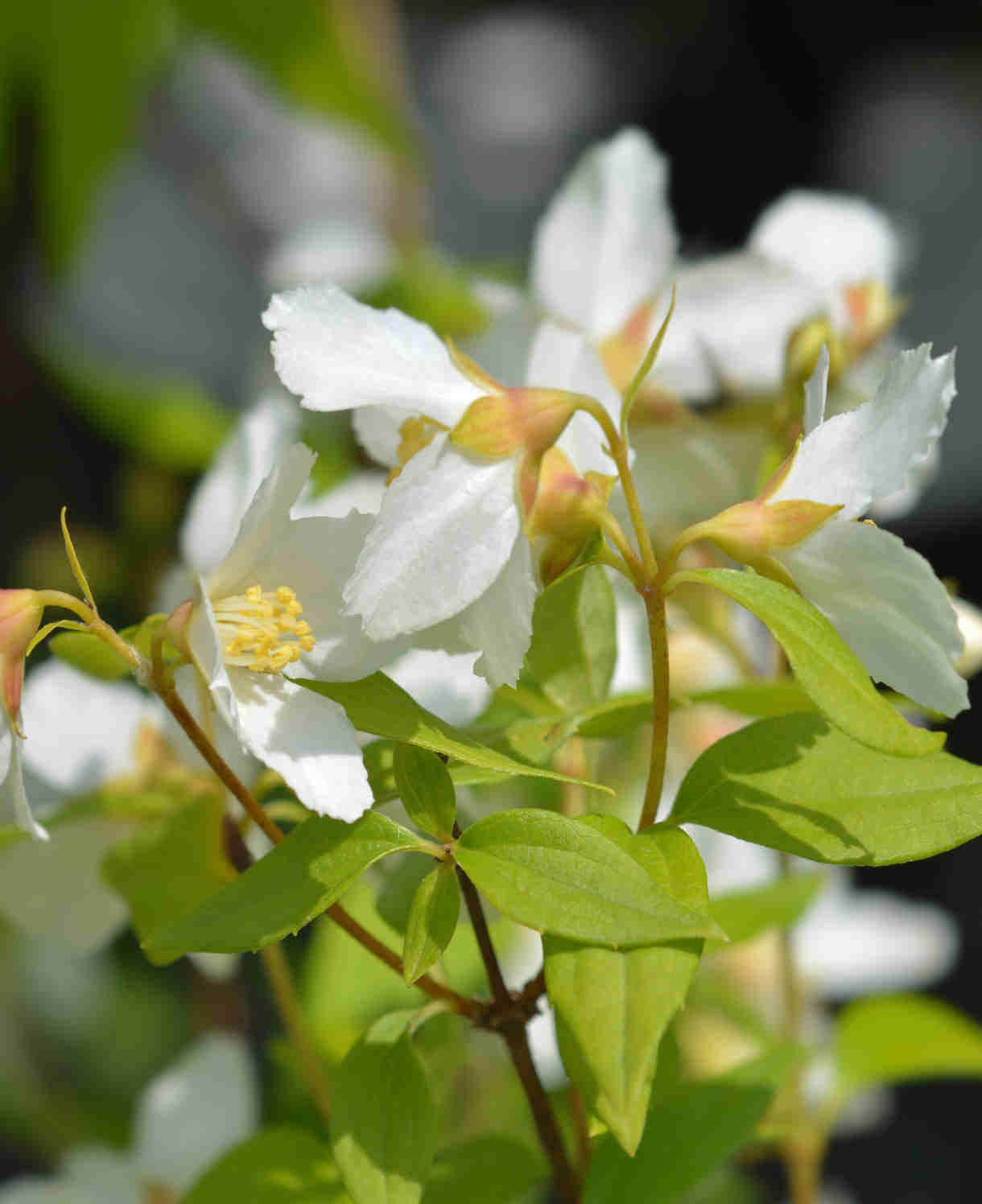 Hayloft Philadelphus Dame Blanche - Mock Orange - 9cm Pot