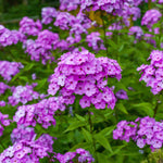 Hayloft Phlox Paniculata Sweet Summer Surprise - 1 X 9cm Pot
