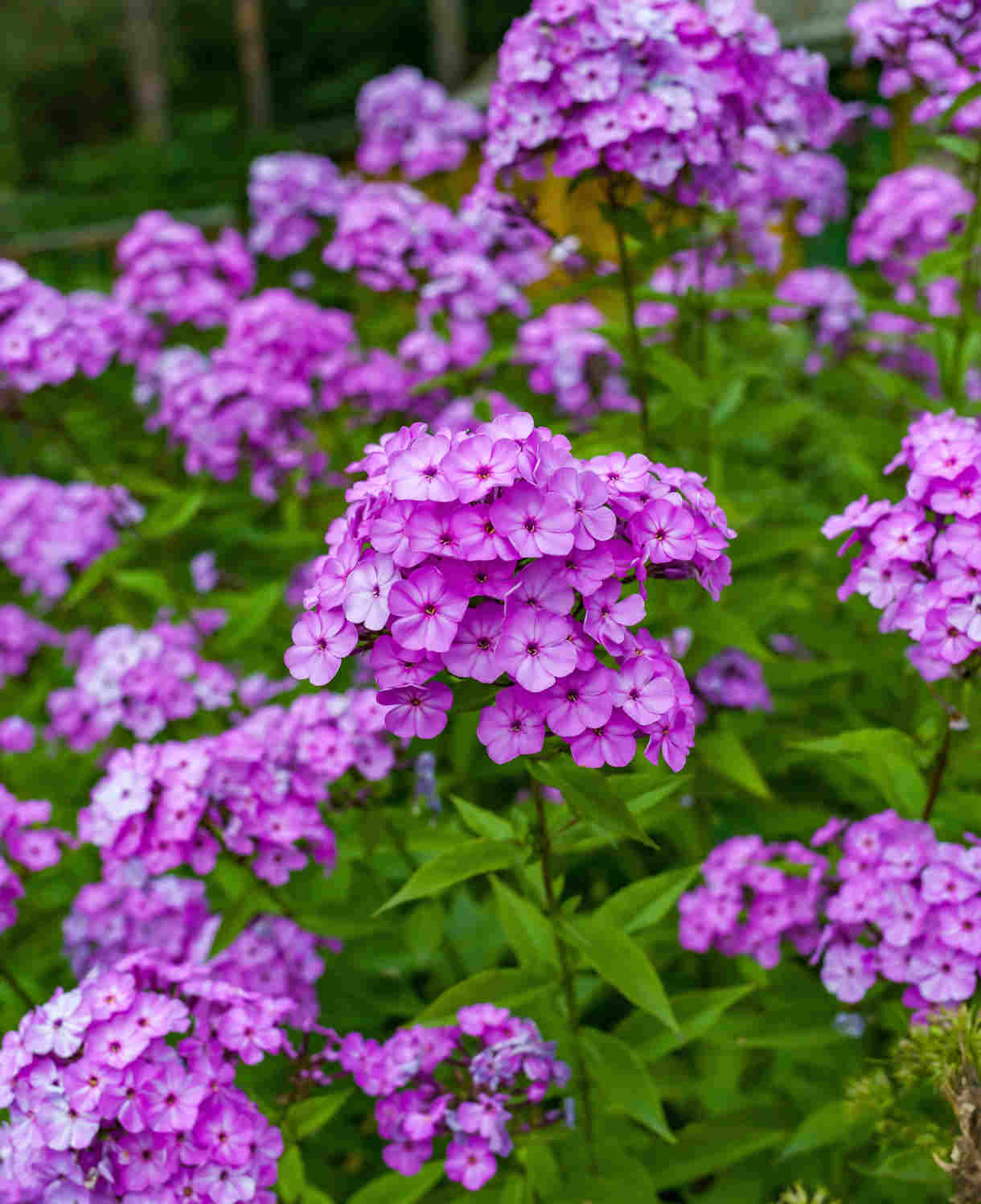 Hayloft Phlox Paniculata Sweet Summer Surprise - 1 X 9cm Pot