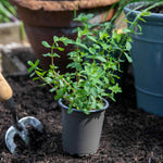 St Johns Wort 'hypericum Perforatum' | 3 x 9cm