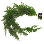 Hanging String Of Pearls Fern Plant Dark Green 100cm Artificial