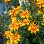 Bidens 'bee Happy Double Orange' Perennial For Containers And Borders | 12 x Plug Plants | Orange
