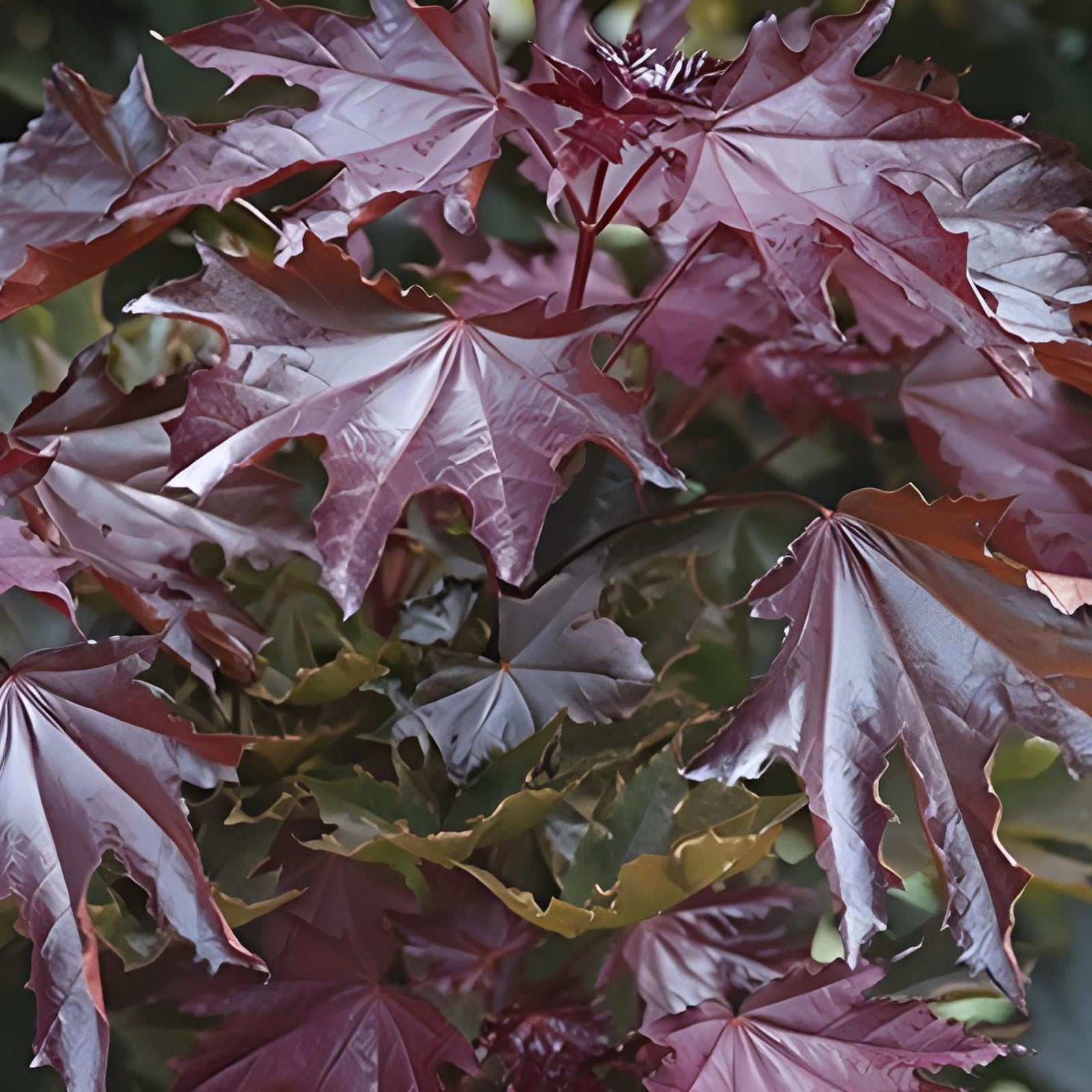 Direct Plants Acer Crimson Sentry Maple Tree 5-6ft Tall Supplied In A 7.5 Litre Pot