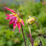 Dahlia 'hayley Jane', 1 X Tuber, Bicolour Cactus, 90-120 Cm | Set of 1 | White