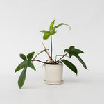 Sweetheart Plant - Philodendron 'florida Green' - Height 20-30cm - ⌀12cm | Set-of-1 | Green