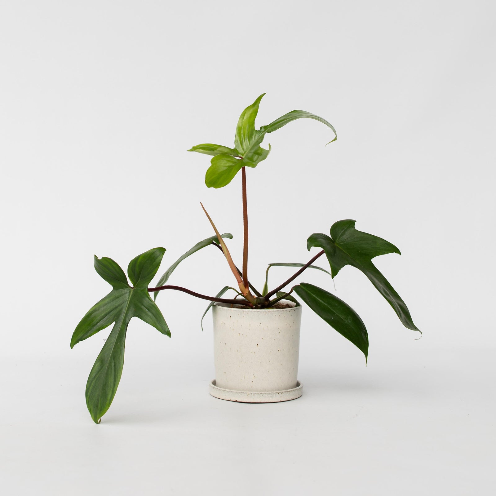 Sweetheart Plant - Philodendron 'florida Green' - Height 20-30cm - ⌀12cm | Set-of-1 | Green