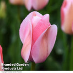 Thompson & Morgan Tulip Pretty In Pink Collection 32 Bulbs