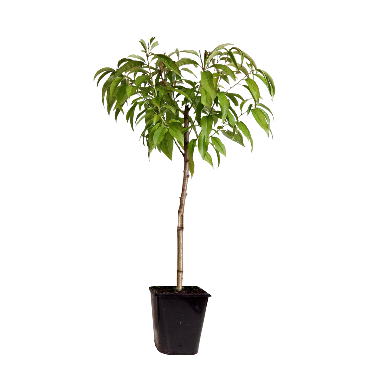 Peach Tree - Prunus Persica 'Saturne' - Height 60-70cm - ⌀15cm | Set of 1 | Pink