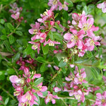 Escallonia Donard Seedling Evergreen Garden Shrub Plant