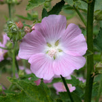 Lavatera 'marshmallow Strawberry Cream' Compact Pink-flowering Shrub To 150 Cm Plant | 1 x 3L | Purple