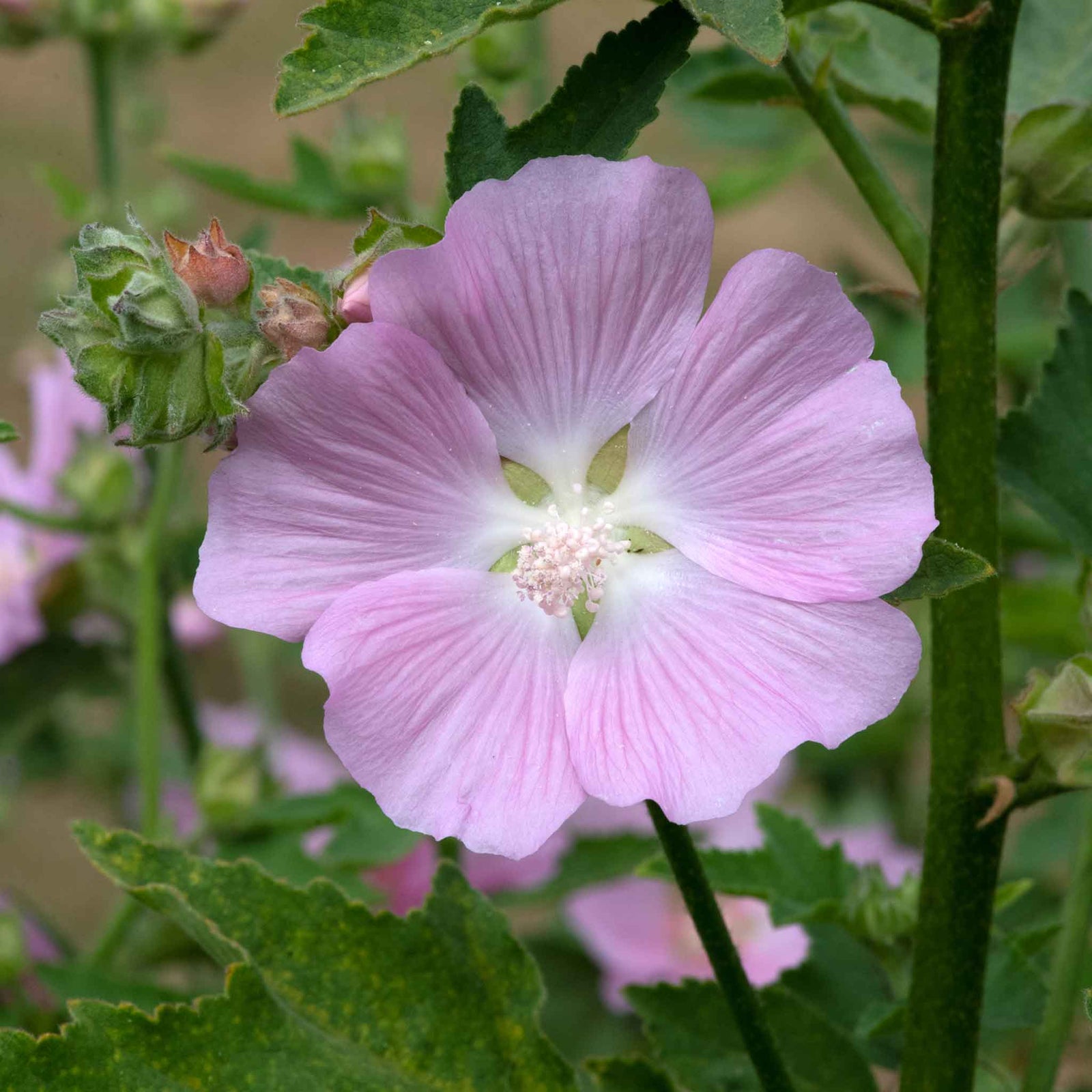Lavatera 'marshmallow Strawberry Cream' Compact Pink-flowering Shrub To 150 Cm Plant | 1 x 9cm | Purple