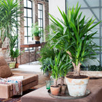 Common Yucca - 6 Pcs. - Yucca Elephantipes - Height 50-60cm - ⌀14cm | Set of 6 | Green
