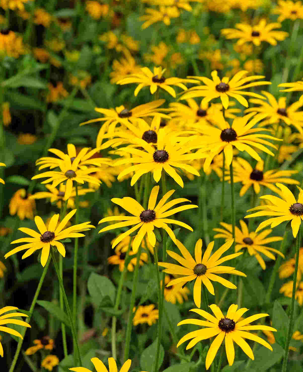 Rudbeckia Goldsturm - 9cm pots | 5 x 9cm | Yellow