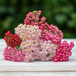 Achillea Millefolium 'colorado Mix' - 9cm Pots | 3 x 9cm | Mixed