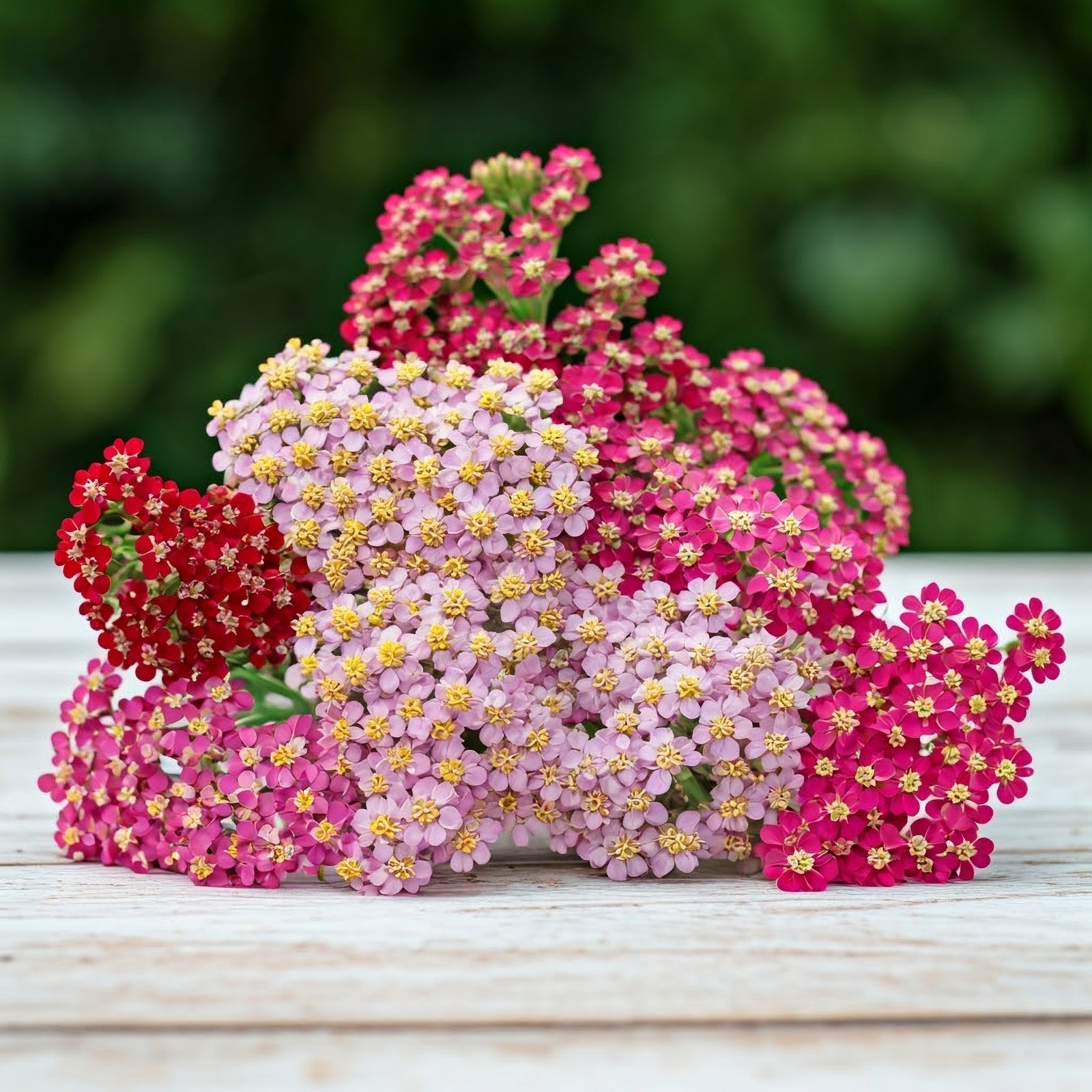 Achillea Millefolium 'colorado Mix' - 9cm Pots | 6 x 9cm | Mixed