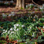 Common Snowdrop (galanthus Nivalis) In The Green | 25 x Bulbs | Multi