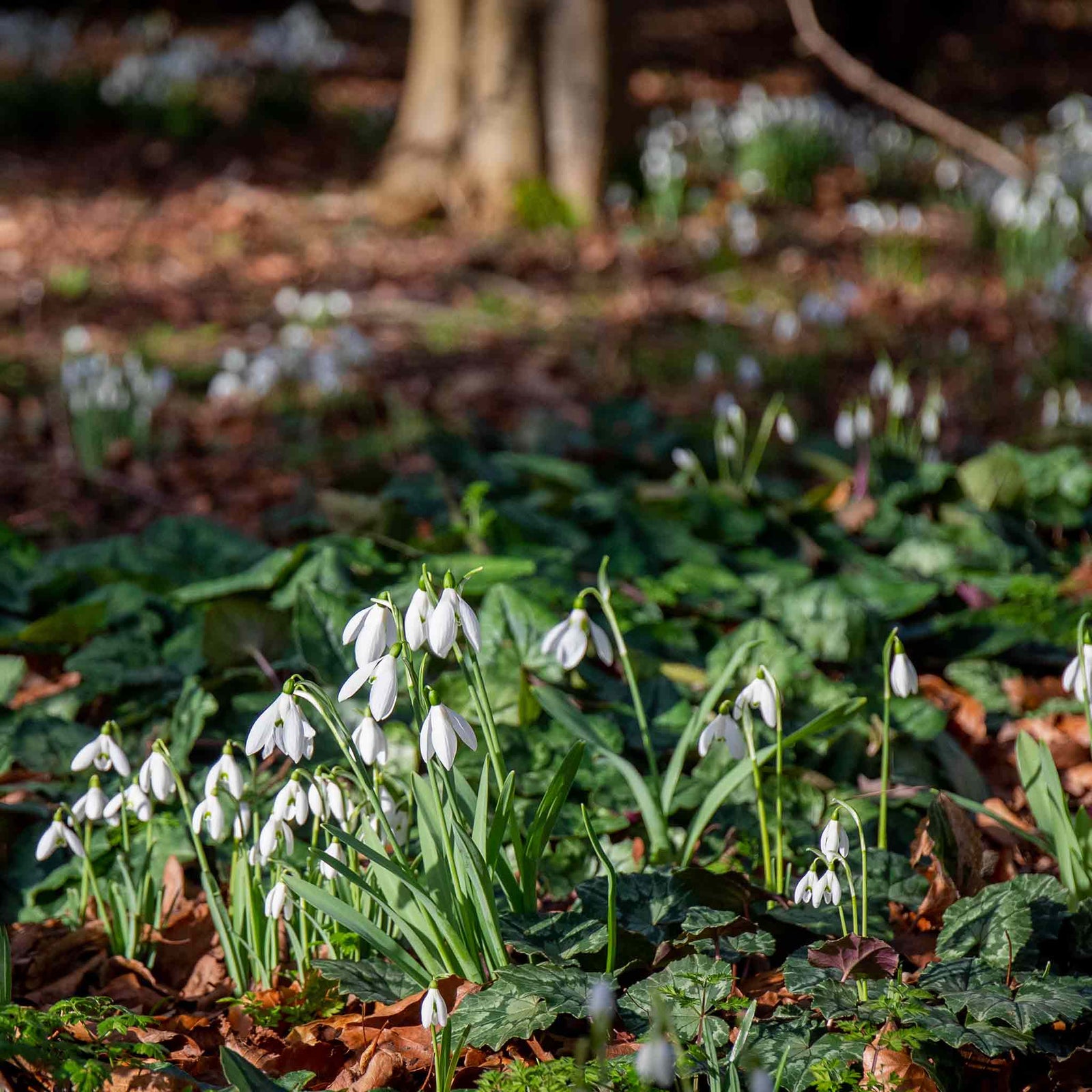 Common Snowdrop (galanthus Nivalis) In The Green | 25 x Bulbs | Multi