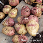 Seed Potato Small Plot Collection  (nicola, Red Duke Of York, King Edward) | Set of 1 | Multi