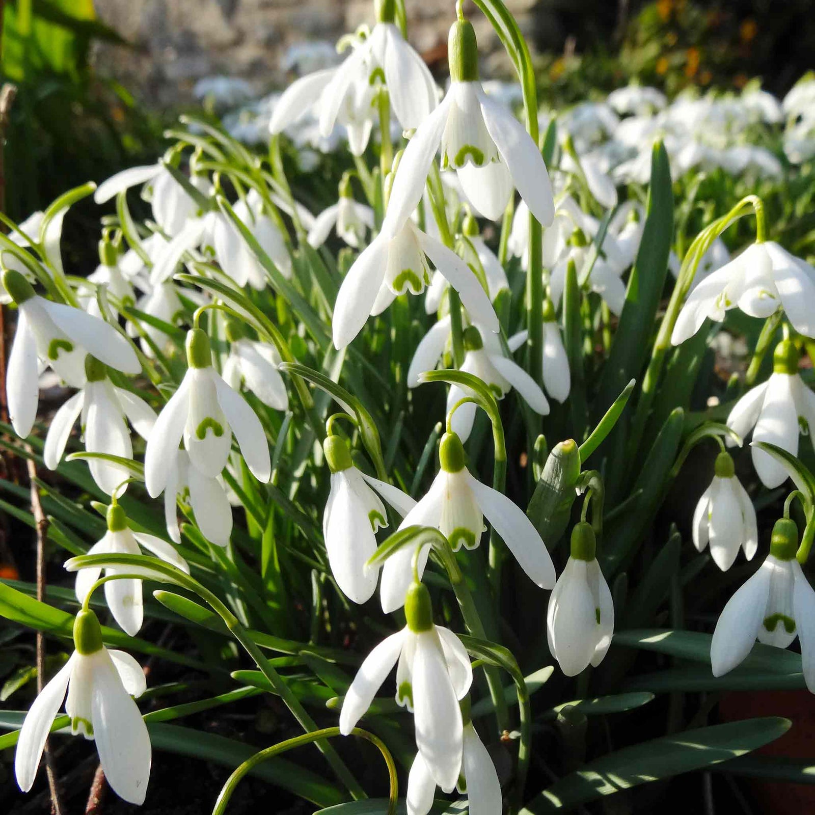 Common Snowdrop (galanthus Nivalis) In The Green | 25 x Bulbs | Multi