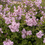 Syringa 'flowerfesta Pink' Compact Fragrant Lilac 9cm Plant | 1 x 9cm | Pink