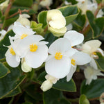 Begonia Megawatt Collection | 6 x Plug Plants | Red