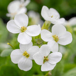 Arabis Alpina 'alabaster' Hardy Alpine Perennial | 3 x 9cm