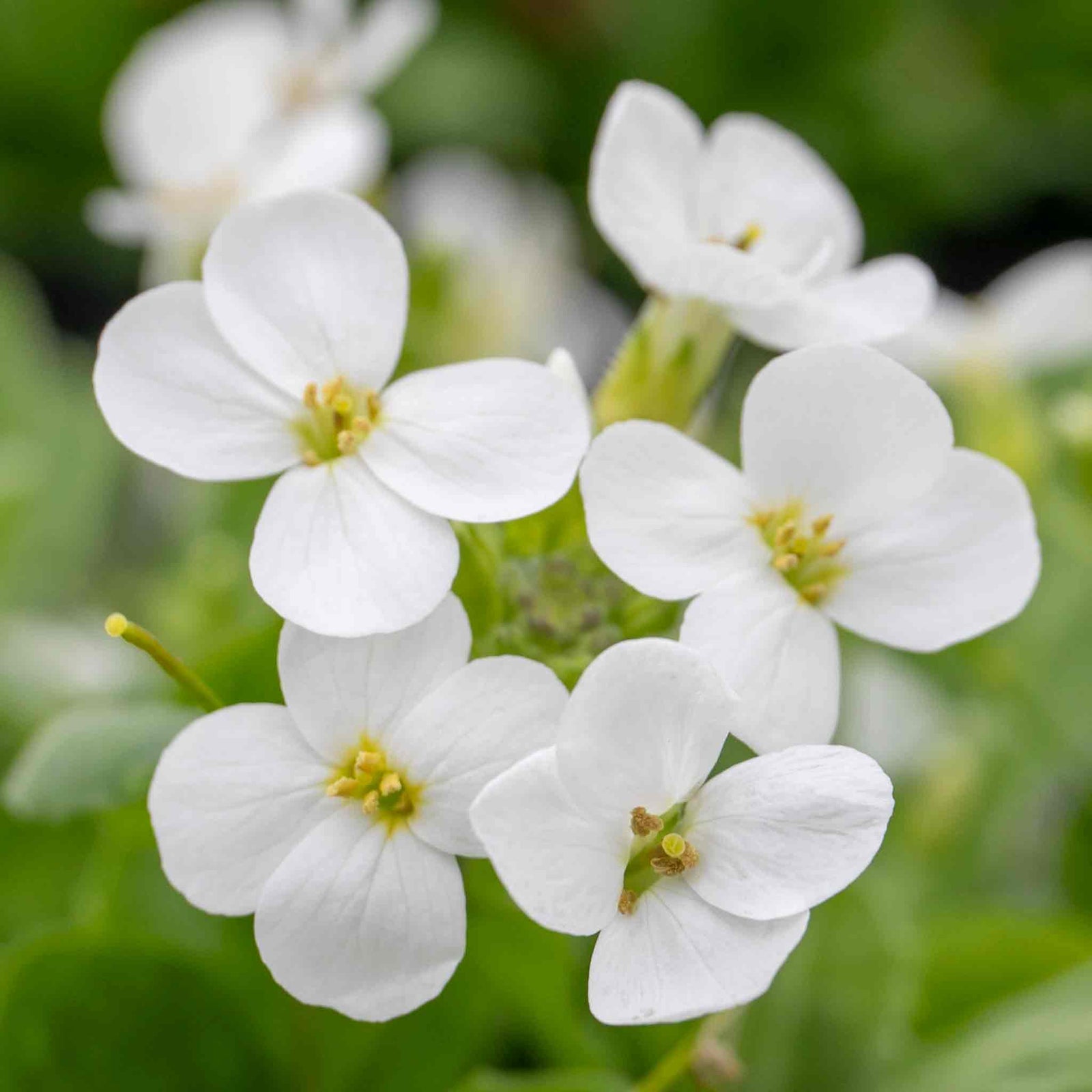 Arabis Alpina 'alabaster' Hardy Alpine Perennial | 3 x 9cm