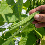 Dwarf French Bean 'faraday' Seeds | 50 Seeds