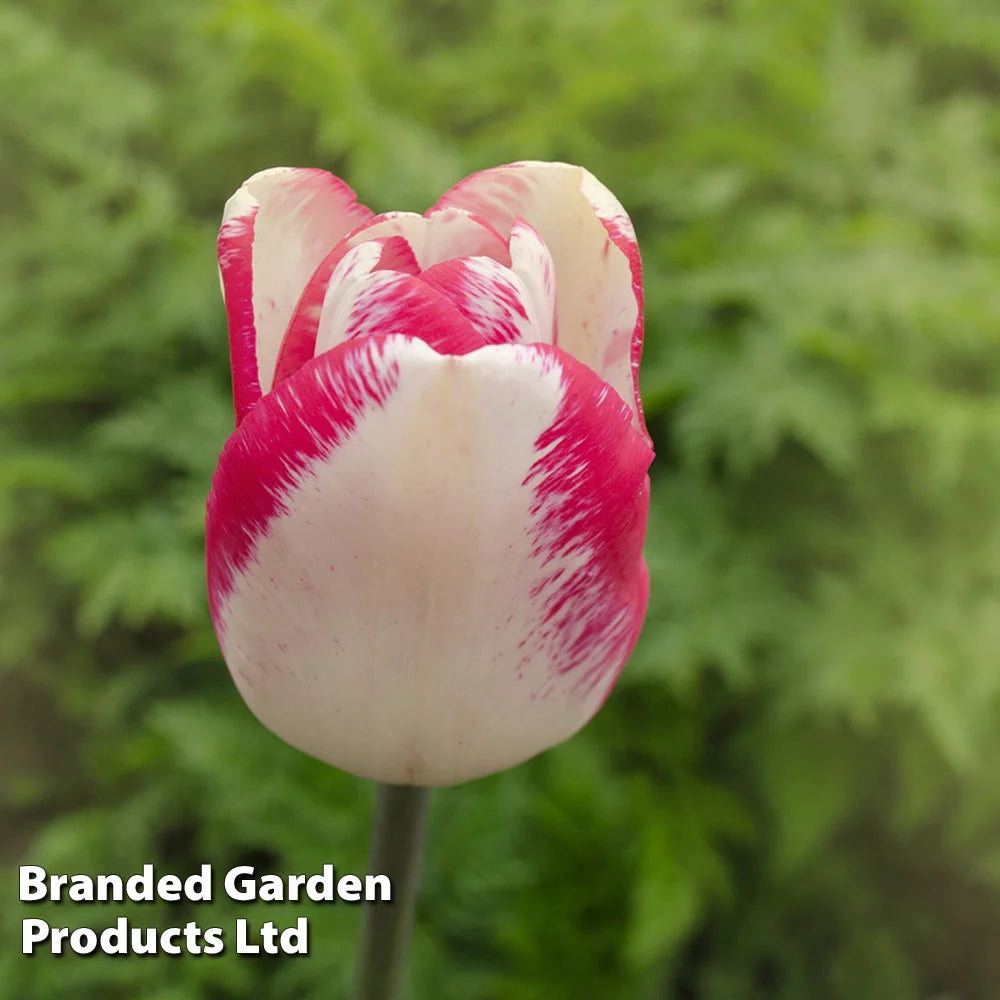 Thompson & Morgan Tulip Colour Changing Collection 32 Bulbs