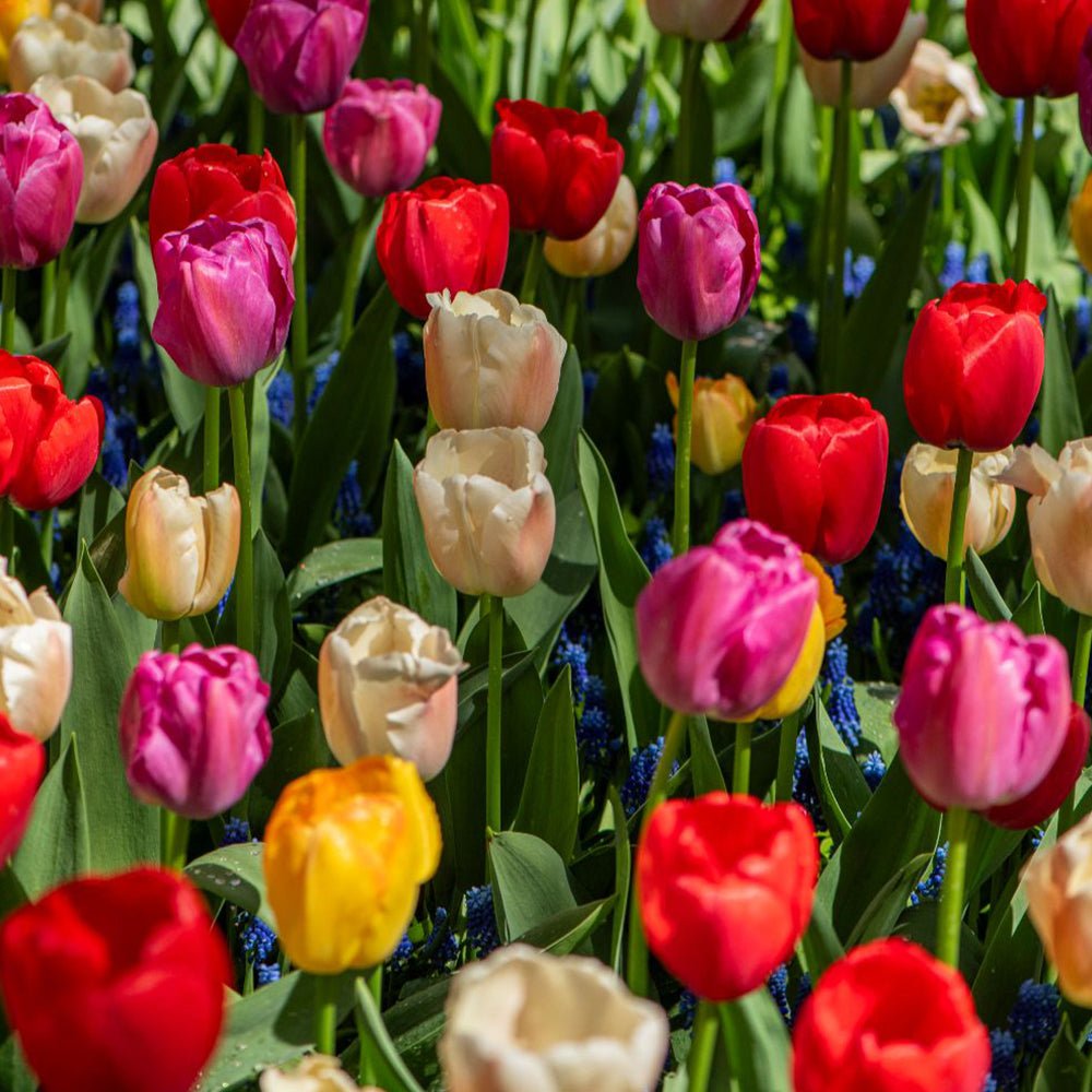 Tulip 'majestic Mix' Bulbs | 40 x Bulbs