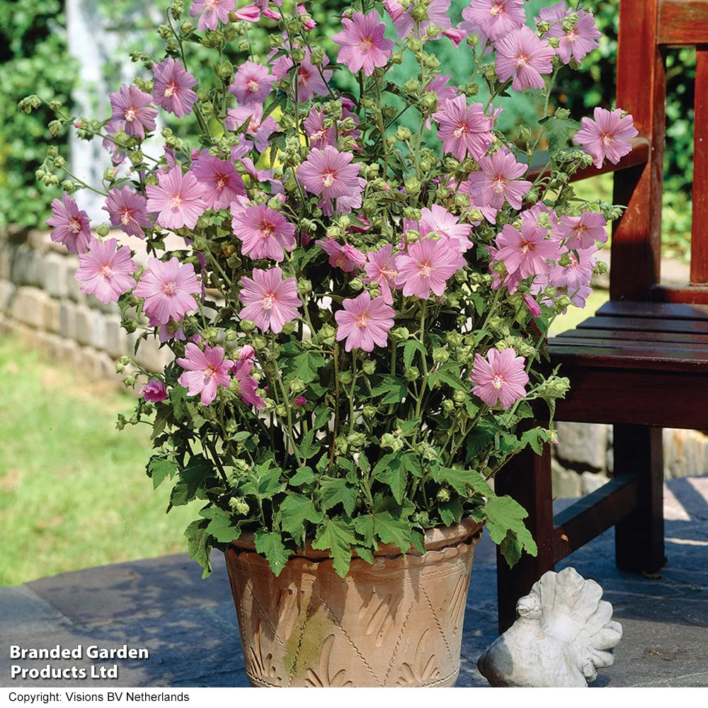 Lavatera X Clementii Rosea 9cm Pot | Set of 1