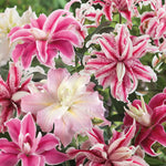 Oriental Double Lily Bulbs - 3 Bulb Pack | 3 x Bulbs | Multi