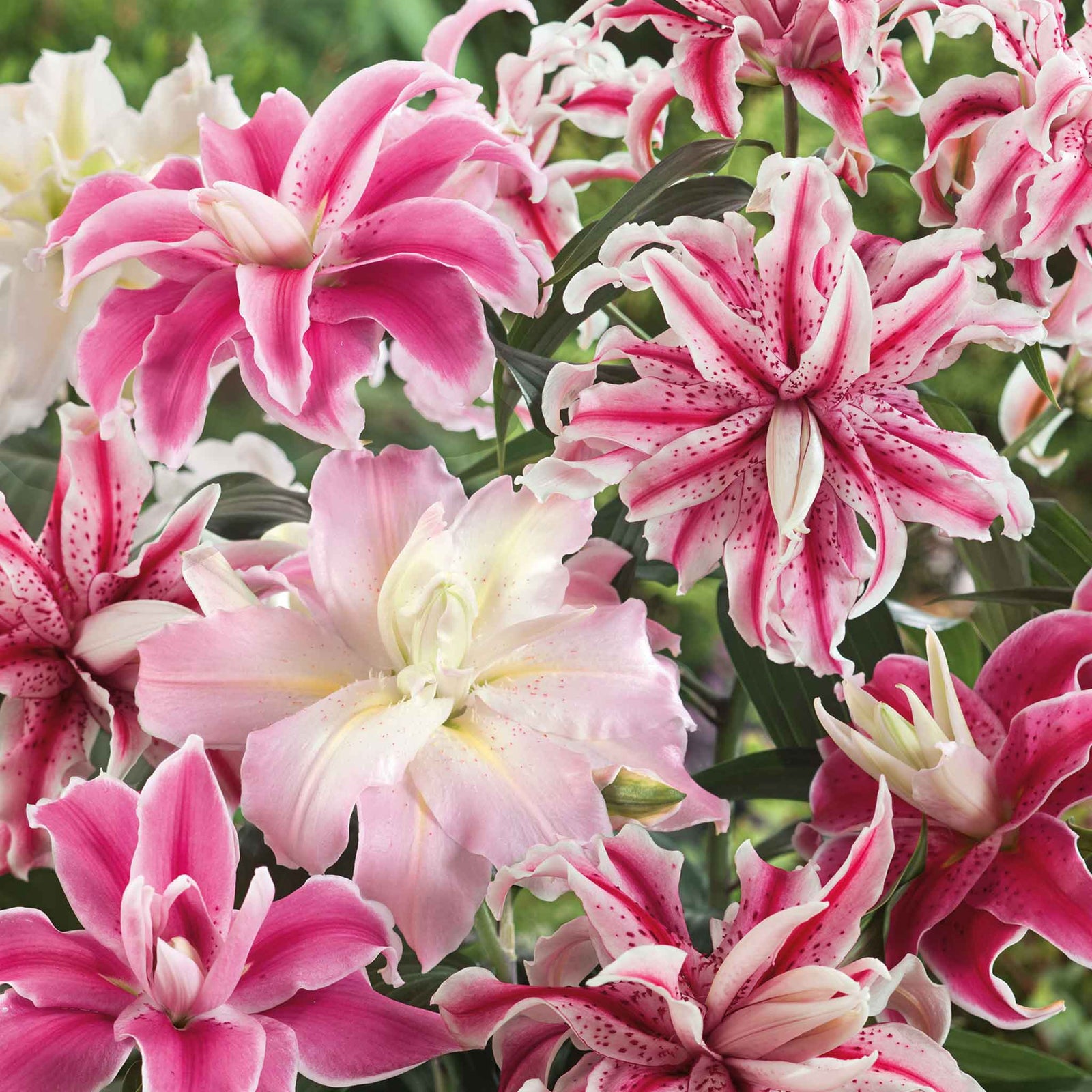 Oriental Double Lily Bulbs - 3 Bulb Pack | 3 x Bulbs | Multi