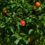 Apple Cox Self Fertile Fruit Tree 5ft Tall Supplied In A 7.5 Litre Pot
