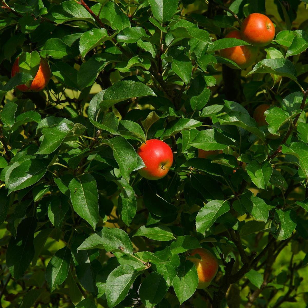 Apple Cox Self Fertile Fruit Tree 5ft Tall Supplied In A 7.5 Litre Pot