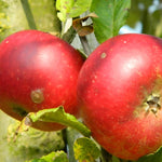 Apple Discovery Fruit Tree 6ft Tall Supplied In A 12 Litre Pot