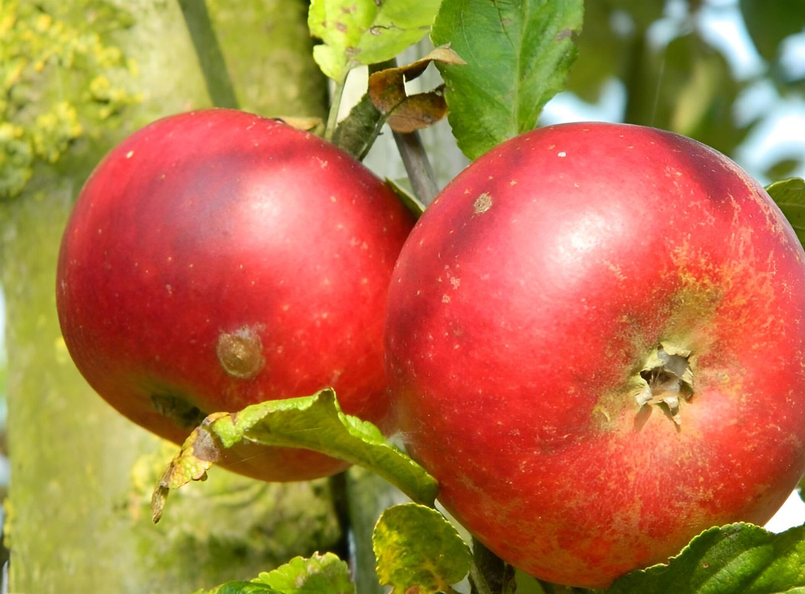 Apple Discovery Fruit Tree 6ft Tall Supplied In A 12 Litre Pot