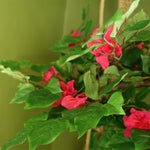 150cm Pink Japanese Artificial Silk Bougainvillea Tree