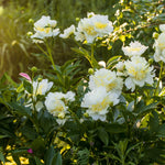 Peony Gertrud Allen - Fragrant White Bloom With Stricking Yellow Centre - 1 X 2l Pot