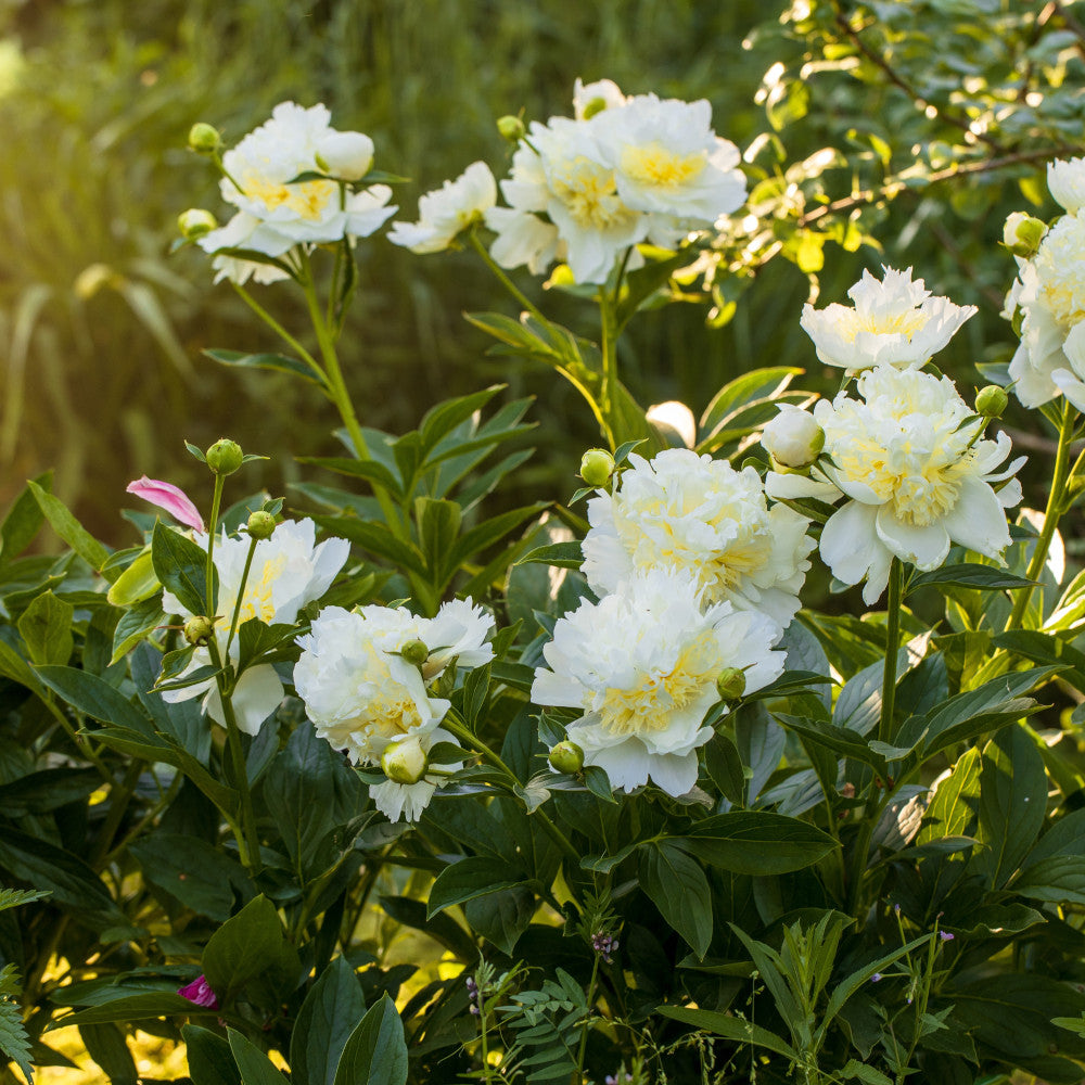 Peony Gertrud Allen - Fragrant White Bloom With Stricking Yellow Centre - 1 X 2l Pot