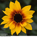 Thompson & Morgan Sunflower Sunbelievable Brown Eyed Girl 9cm Pot X 2