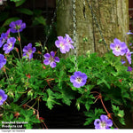 Geranium Rozanne 9cm Pot | Set of 1