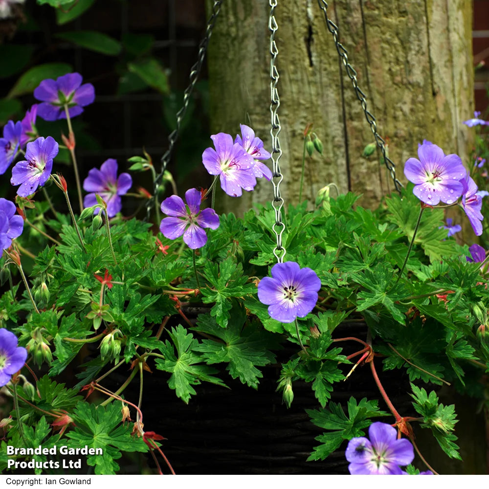 Geranium Rozanne 9cm Pot | Set of 1