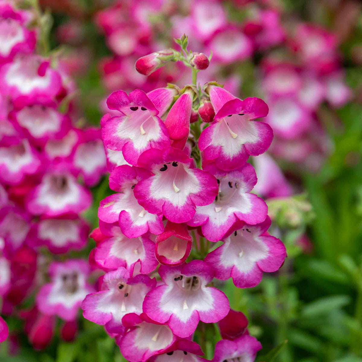 Penstemon Arabesque Orchid 2l Perennial Plant | Set of 1 | Multi