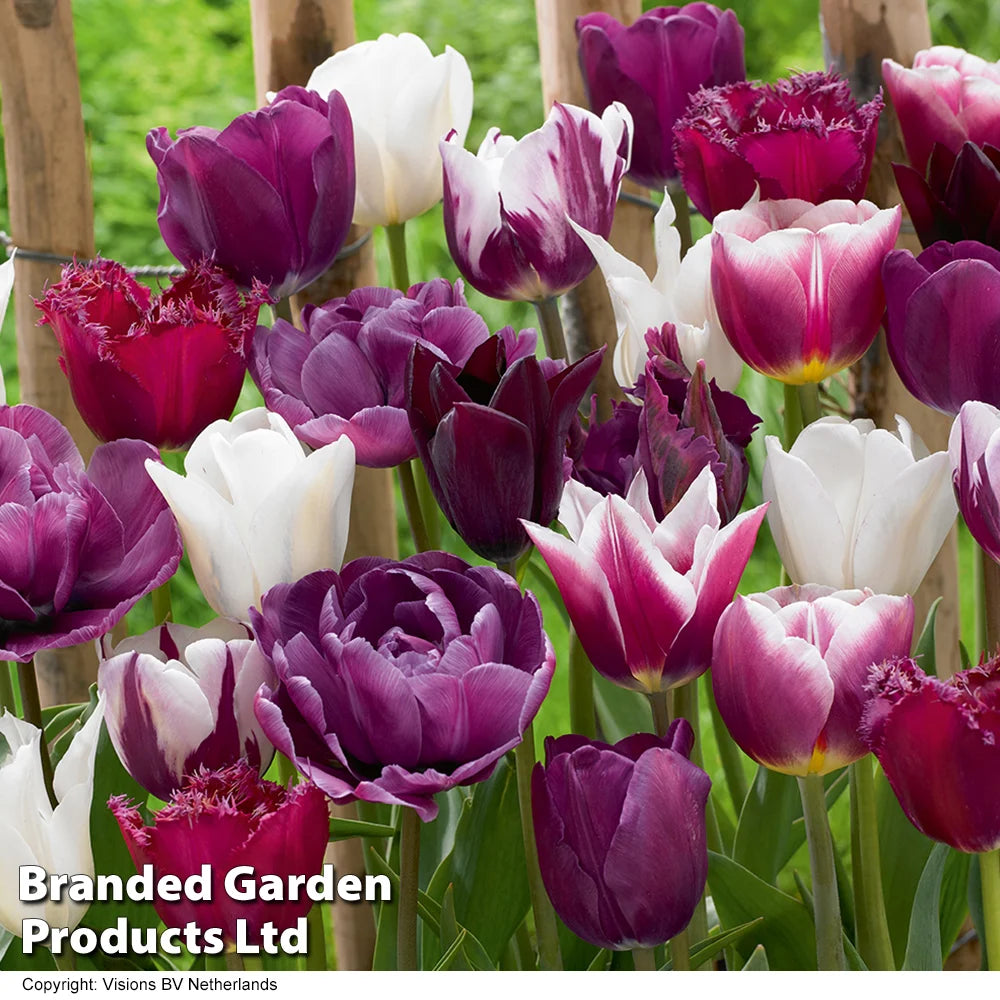 Thompson & Morgan Tulip Purple Passion 80 Bulbs