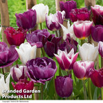 Tulip Purple Passion Bulbs | 40 x Bulbs