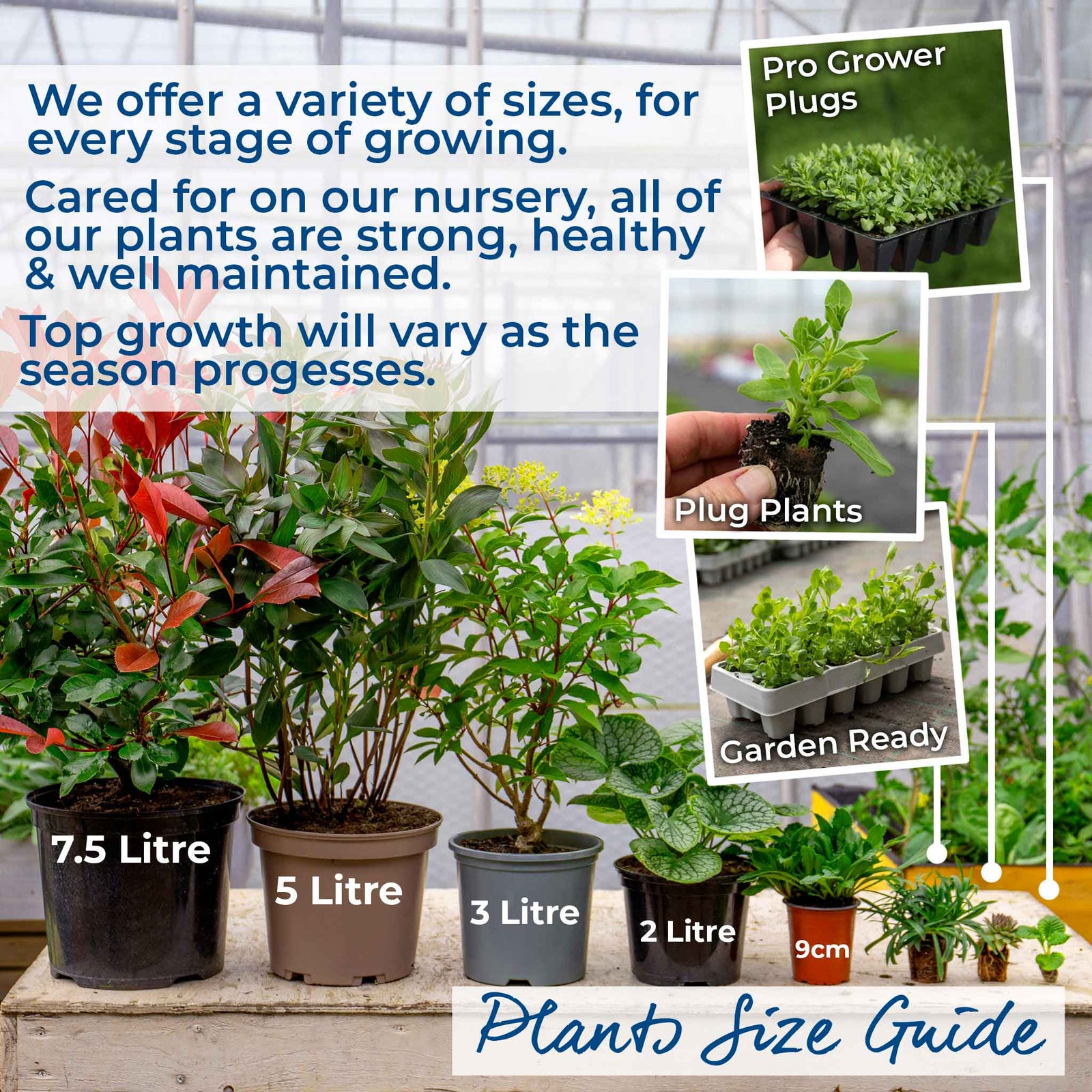 Sambucus Nigra 'black Lace' - Black Foliage Shrub, White Flowers, Bird‑attractive | 1 x 3L | Pink & Black